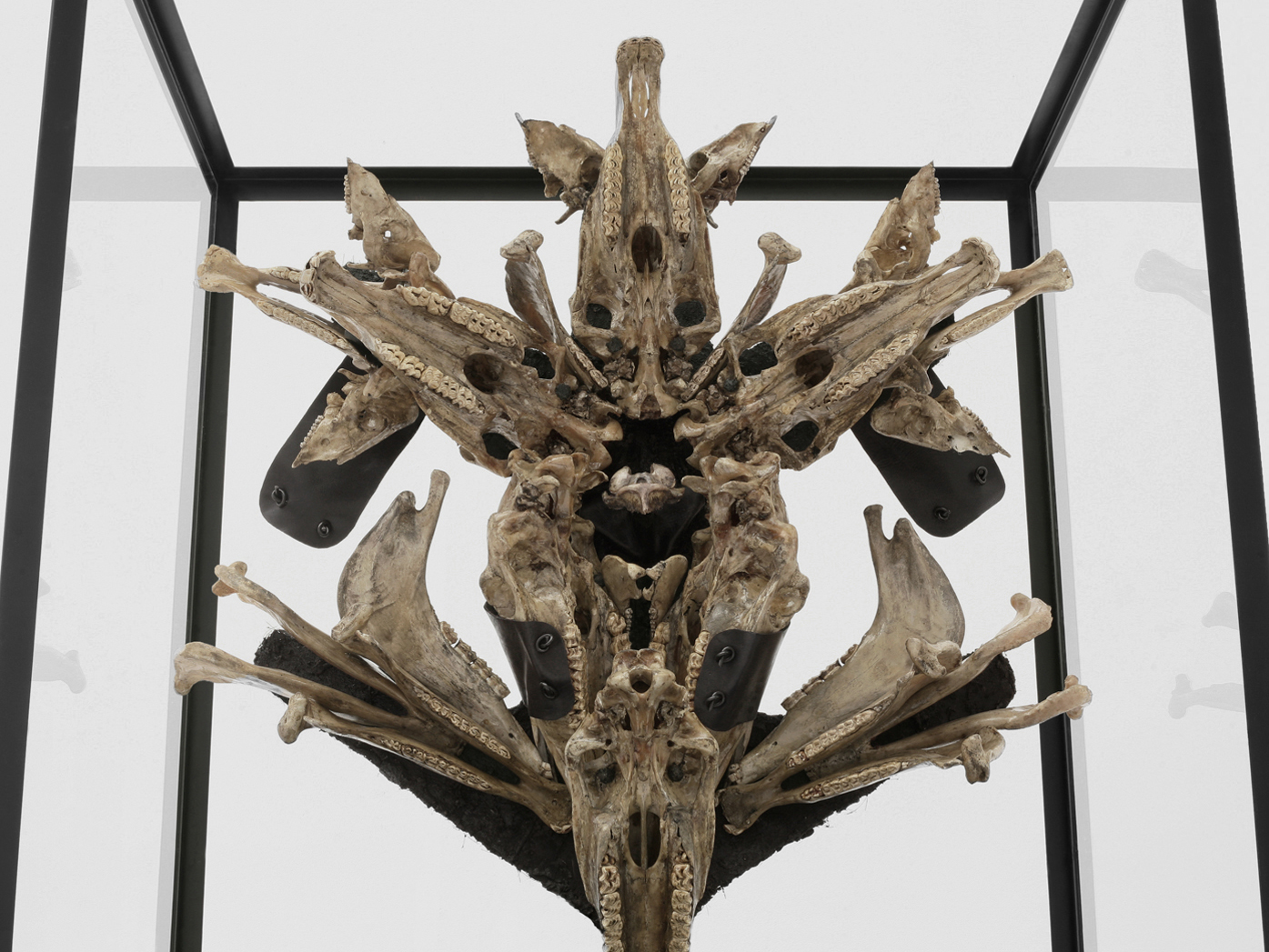 POSSESIA / Triumphant (detail) 2010 / 120 x 250 x 90 cm / horse skulls, pig skulls, wood, leather, steel, weights, fur, soil, 
resin, enamel