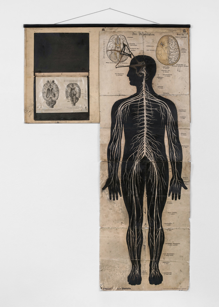 POSSESIA / Nervensystem / 2013 / 100 x 175 cm /  horse anatomy illustration, human anatomy board, coloured pencil